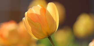 Promulgation de la présence