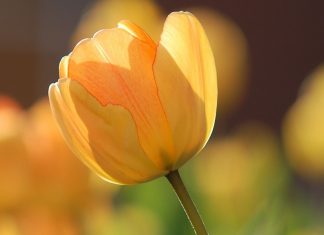 Promulgation de la présence