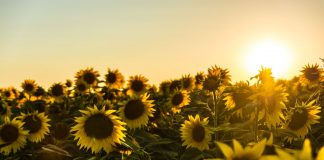 Une chose sûre n’est pas compliquée