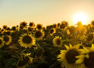 Une chose sûre n’est pas compliquée