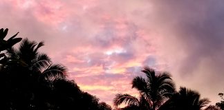 Lisa Brown: Un pur Amour inonde, jaillit et se déverse grâce aux portails stellaires et aux systèmes de grilles