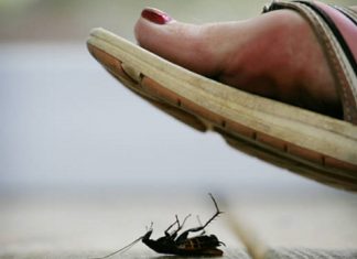 Message aux Travailleurs de Lumière – 27 septembre 2019