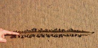 Le Créateur – Limites Saines