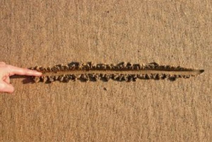 limite - ligne sable