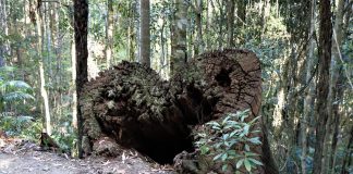 Mère Terre – Soyez la meilleure version de VOUS, c’est comme ça que vous m’aidez