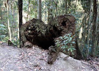 Mère Terre – Soyez la meilleure version de VOUS, c’est comme ça que vous m’aidez