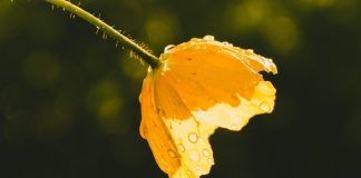 Lorsque vous regardez, vous demandez à voir