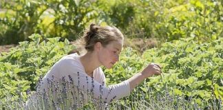 La voie Humide Alchimique