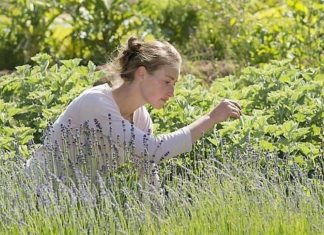 La voie Humide Alchimique