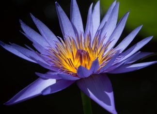 La Paix n’exige aucun changement