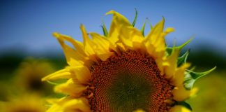 Préférer ce qui est Vrai