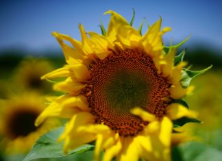 Préférer ce qui est Vrai