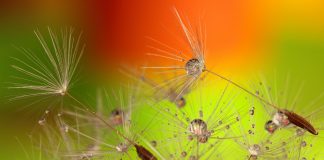 Metatron, Orionis – Le corps d’intelligence