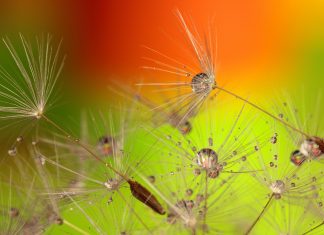 Metatron, Orionis – Le corps d’intelligence