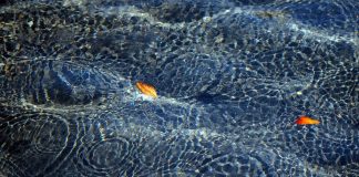 Permettez à votre Vrai Soi de prendre le dessus