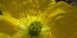 Le seul vrai contrôle