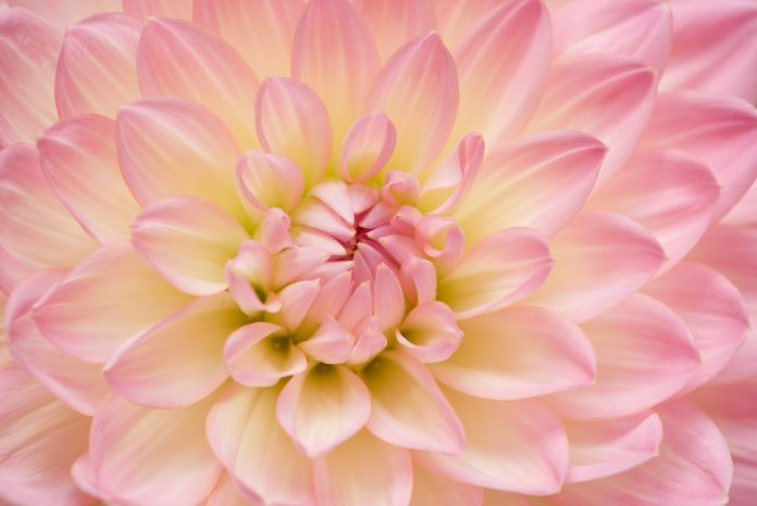 janine-joles-1129223-unsplash-edited