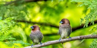 Le Soi sans Maintenance