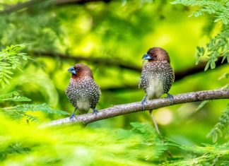 Le Soi sans Maintenance