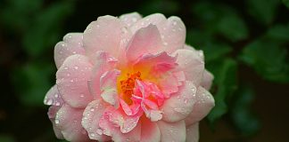 Marie – L’Amour d’une Mère