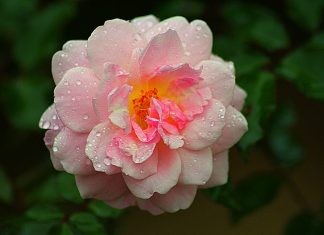 Marie – L’Amour d’une Mère