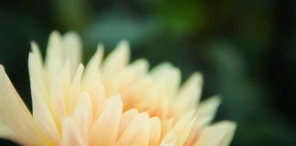 Raison de Célébrer