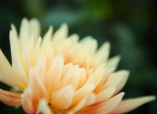 Raison de Célébrer