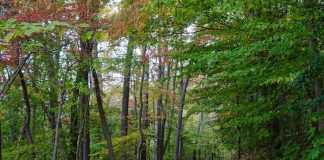 Trouver vos sentiments préférés….