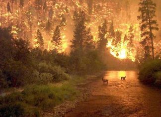 Combustion du passé