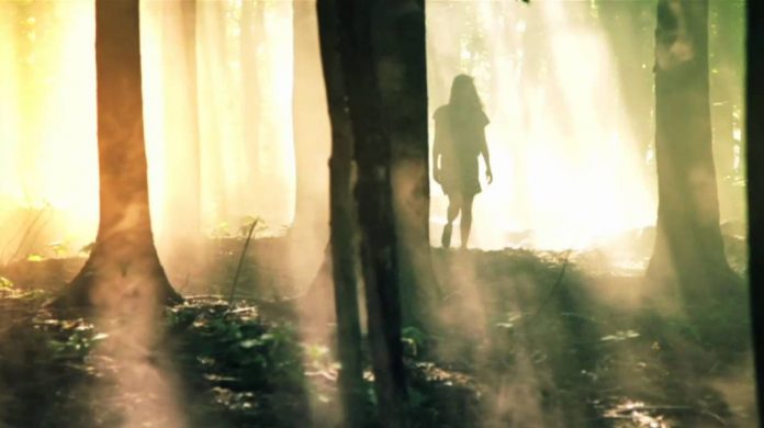 foret= lumiere-brume