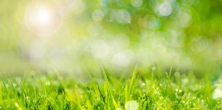 Orionis – Beauté, Perfection de Joie, d’Enthousiasme et de Splendeur