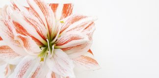 Amaryllis et l’Ange de la Joie – Joie et Beauté