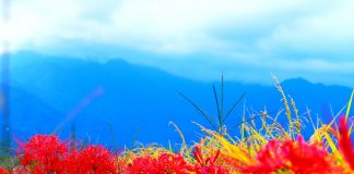 Amaryllis – Nous sommes une Perfection de la Lumière