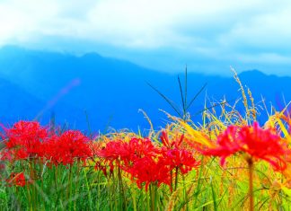 Amaryllis – Nous sommes une Perfection de la Lumière