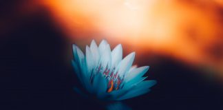 La Présence dissout les mensonges