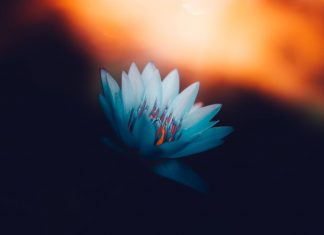 La Présence dissout les mensonges