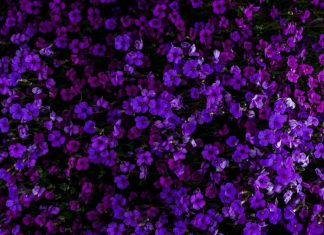 Trouvez votre volonté de défaire