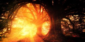 Notre Divinité Émergente