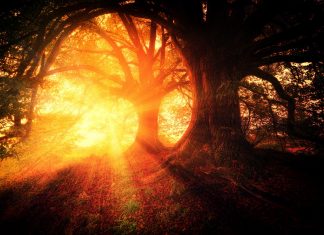 Notre Divinité Émergente