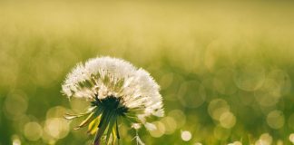 La nature essentielle, présente dans tout