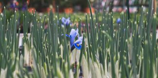 Permettre l’extension de l’Amour