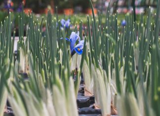Permettre l’extension de l’Amour