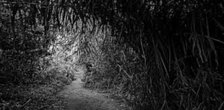 Le Créateur – Retour à la Lumière