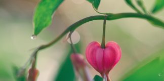 Pleins feux sur l’amour