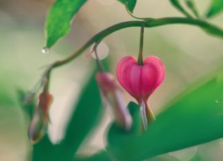 Pleins feux sur l’amour