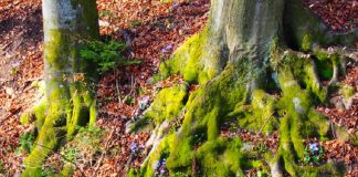 Le collectif des arbres : La 5G et l’humanité