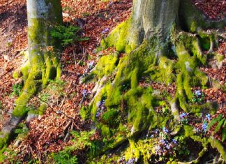 Le collectif des arbres : La 5G et l’humanité