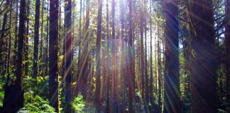 Jeshua : En revenant à vous, vous revenez à vous…