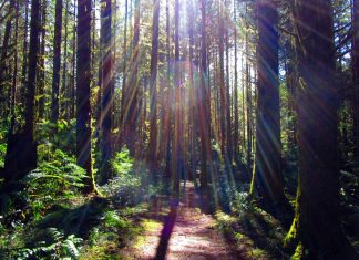 Jeshua : En revenant à vous, vous revenez à vous…