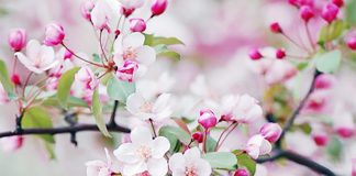 Comprenez la similitude entre le corps et la structure de la création